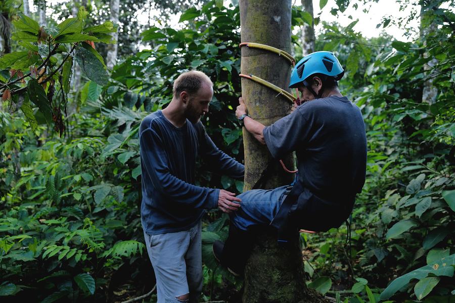 Harvester climbing an Ungurahua palm with ropes