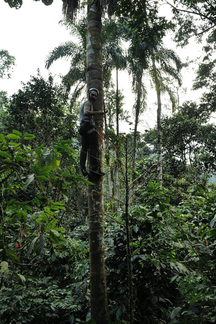 Harvester high up an Ungurahua palm